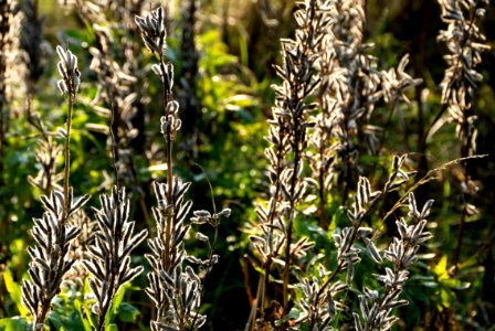 Lupine seedpods in Chateaux Luna vineyard 7