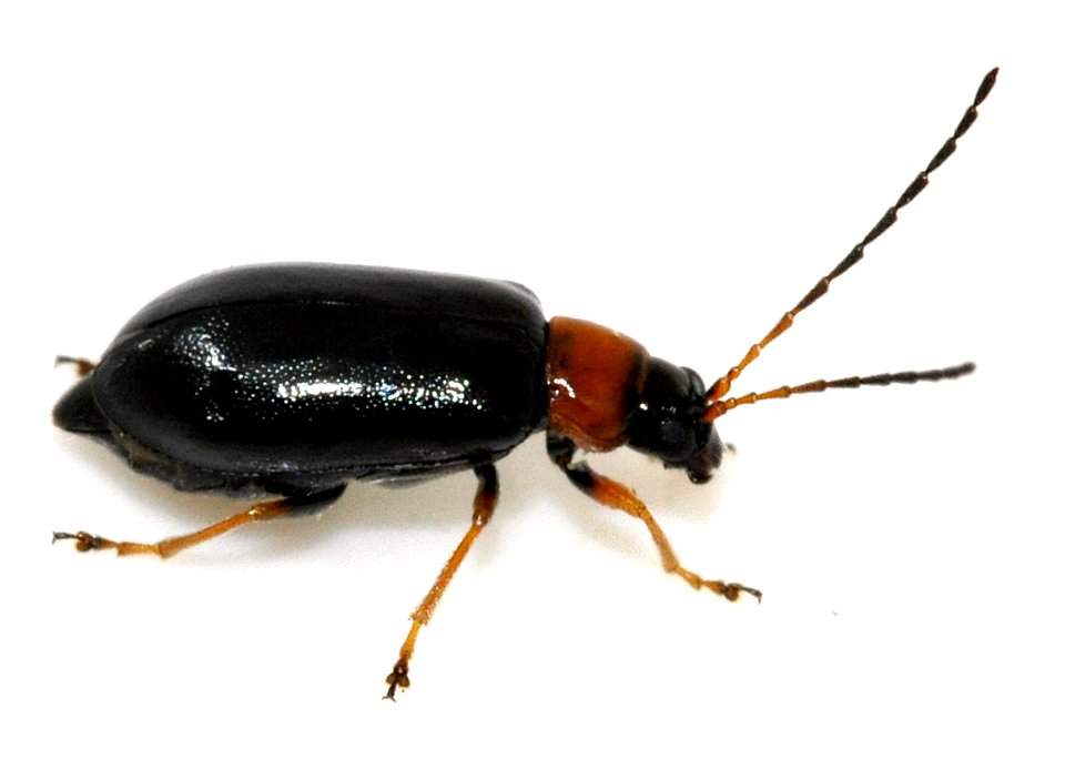 Luperus-luperus-08-fws