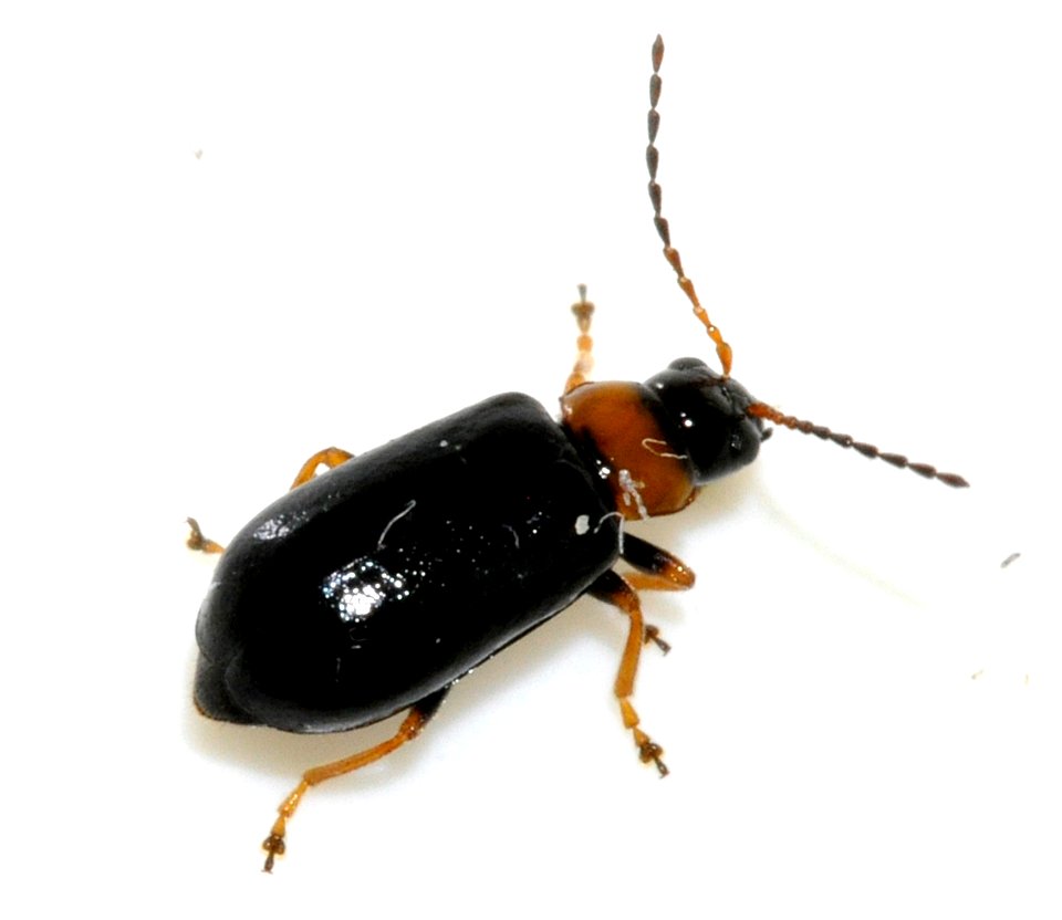 Luperus-luperus-16-fws