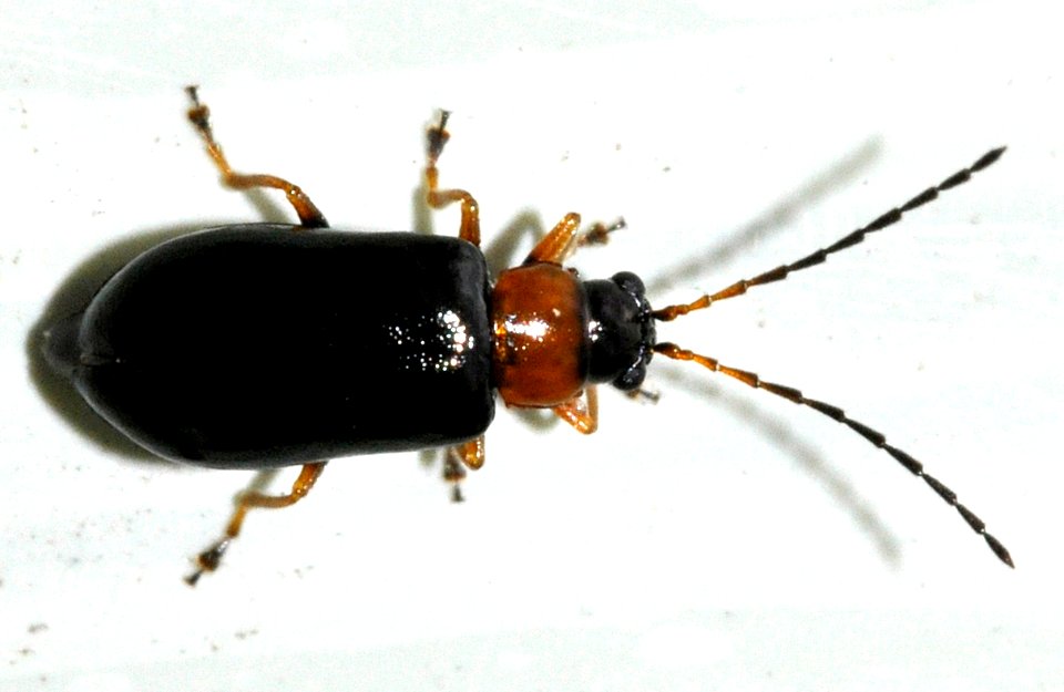 Luperus-luperus-04-fws