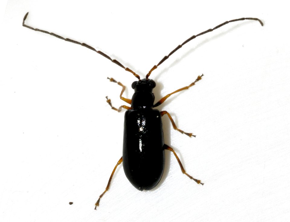 Luperus-luperus-12-fws