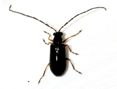Luperus-luperus-12-fws