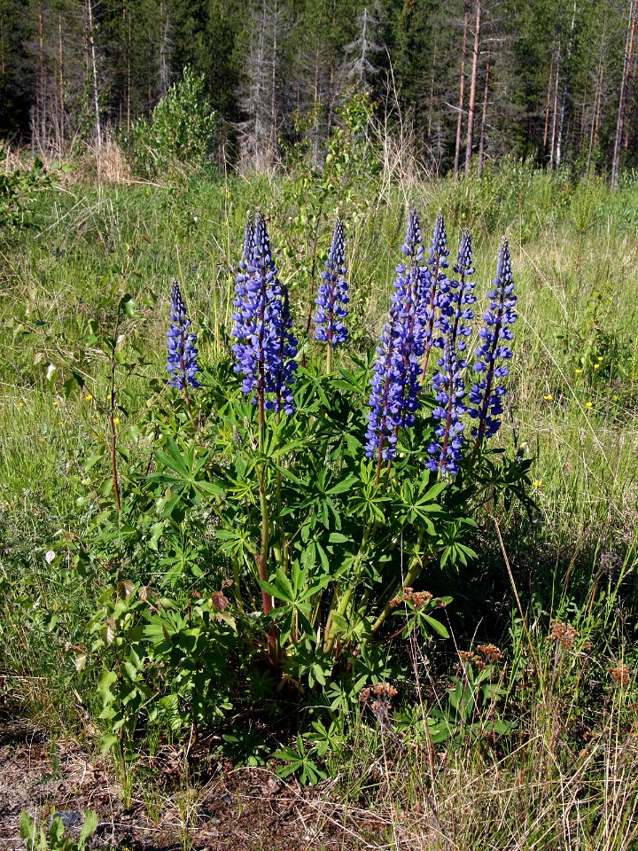 Lupinus polyphyllus Oulu, Finland 10.06.2013