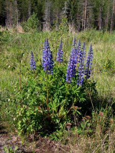 Lupinus polyphyllus Oulu, Finland 10.06.2013