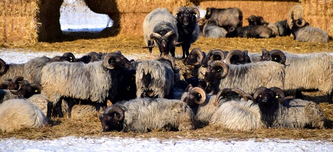 Animals horns winter