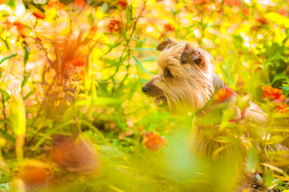 Pet plants puppy