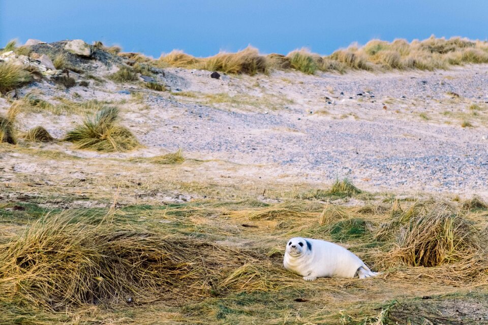 Outdoors sea lion seashore