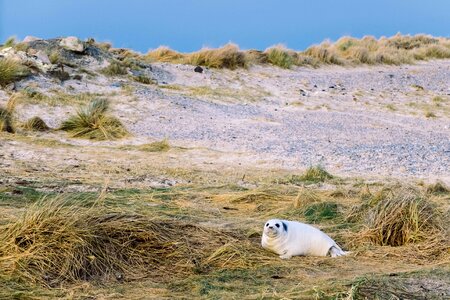 Outdoors sea lion seashore photo