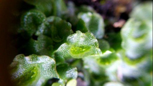 Lunularia at entrance to Red Rocks trail3