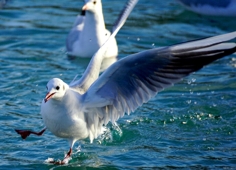 Water flying bill