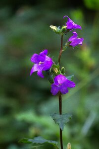 Bloom purple wild flower
