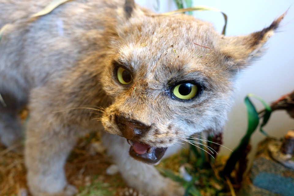 Lynx canadensis - Redpath Museum - McGill University - Montreal, Canada - DSC08039