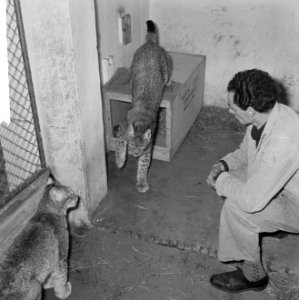 Lynxen geboren in Artis voor Koeala-Loempoer, Bestanddeelnr 918-9474