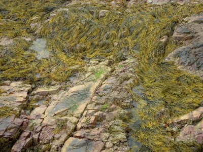Lynn Massachusetts seaweed and rocks near Atlantic Ocean