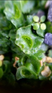 Lunularia at entrance to Red Rocks trail2