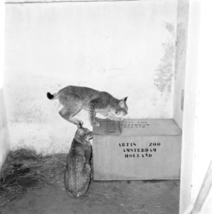 Lynxen geboren in Artis voor Koeala-Loempoer, Bestanddeelnr 918-9473