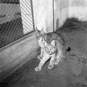 Lynxen geboren in Artis voor Koeala-Loempoer, Bestanddeelnr 918-9471