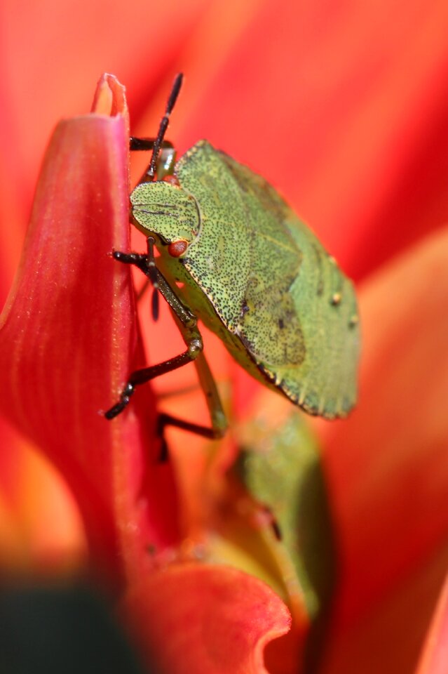 Macro close up garden