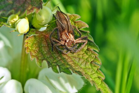 Predatory spider males rest