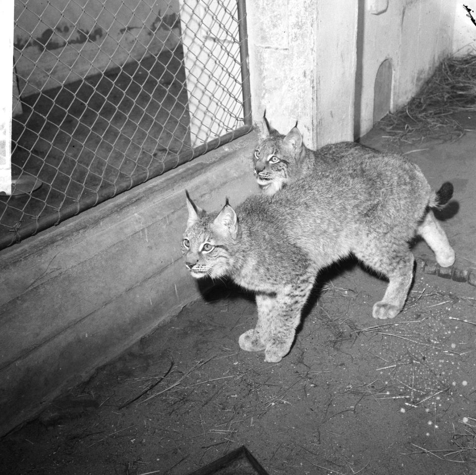 Lynxen geboren in Artis voor Koeala-Loempoer, Bestanddeelnr 918-9472