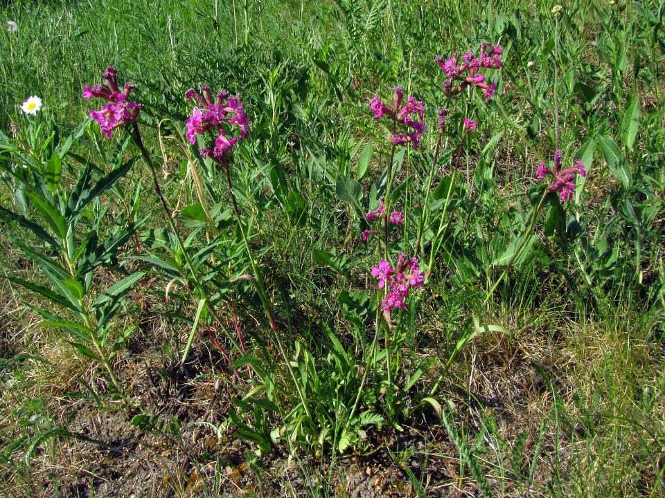 Lychnis viscaria Oulu, Finland 06.06.2013