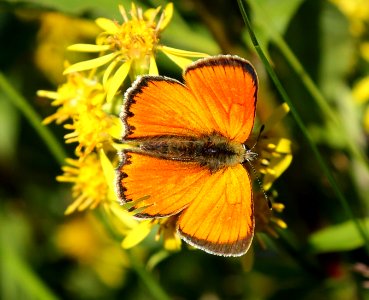 Lycaena virgaureae Oulu 20160720