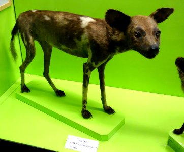Lycaon pictus - Museo Civico di Storia Naturale Giacomo Doria - Genoa, Italy - DSC02650