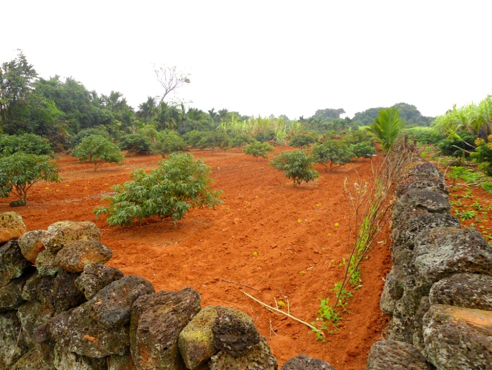 Lychee trees in Hainan - 02