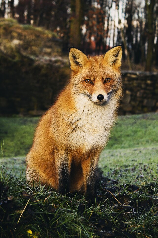 Red fox wildlife wilderness
