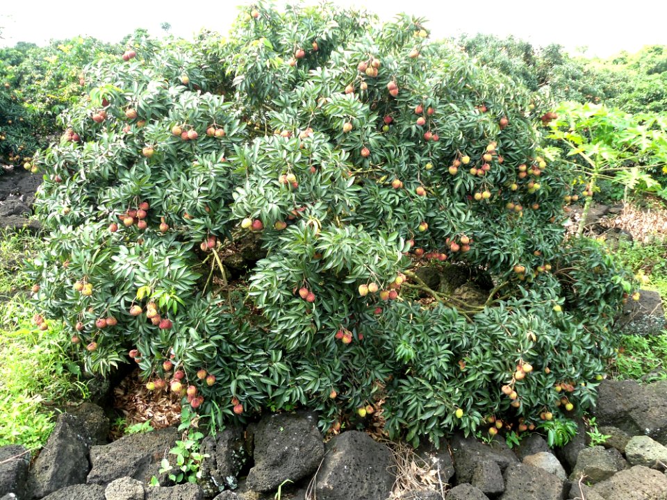 Lychee trees in Hainan nearing harvest time - 01