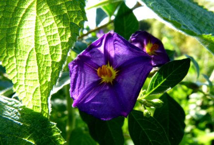 Lycianthes rantonnetii-Flower-Jardin des Plantes de Paris photo