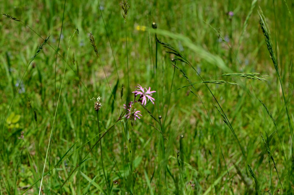 Lychnis flos-cuculi flowering