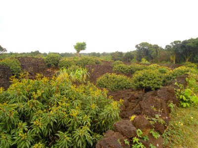 Lychee farm in Hainan - 02