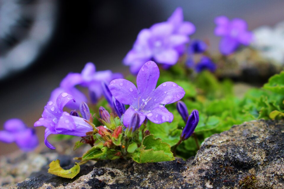 Blue ireland plant