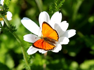 Lycaena virgaureae Oulu 20130711 01 photo