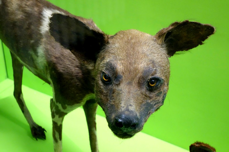 Lycaon pictus - Museo Civico di Storia Naturale Giacomo Doria - Genoa, Italy - DSC02652