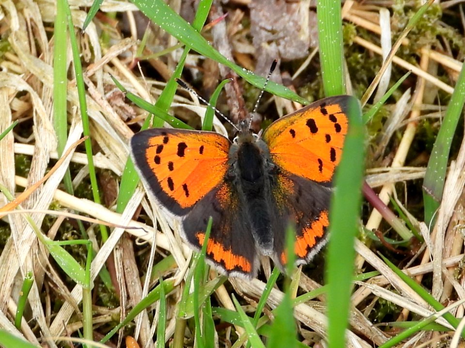 Lycaena phlaeas 130105099