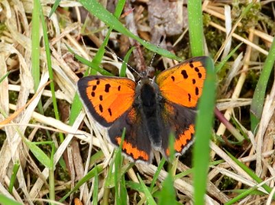 Lycaena phlaeas 130105099