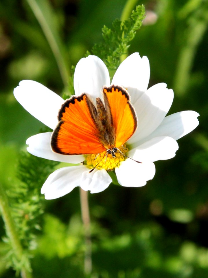 Lycaena virgaureae Oulu 20130711 02