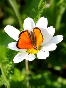 Lycaena virgaureae Oulu 20130711 02 photo