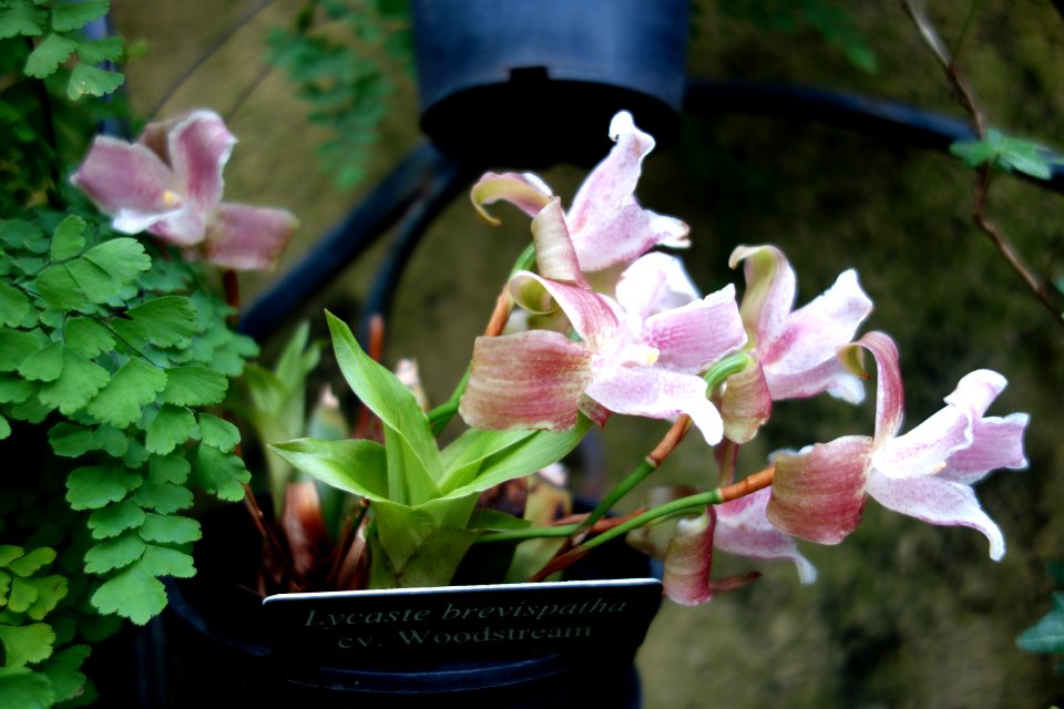 Lycaste brevispatha - Longwood Gardens - DSC01200