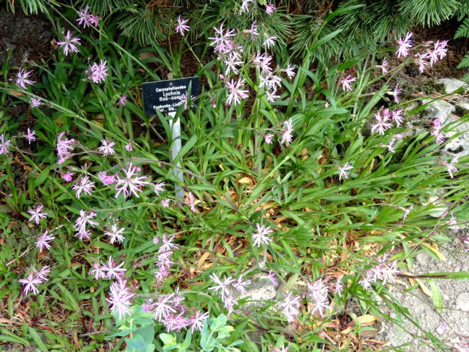 Lychnis flos-cuculi - Botanischer Garten Freiburg - DSC06412