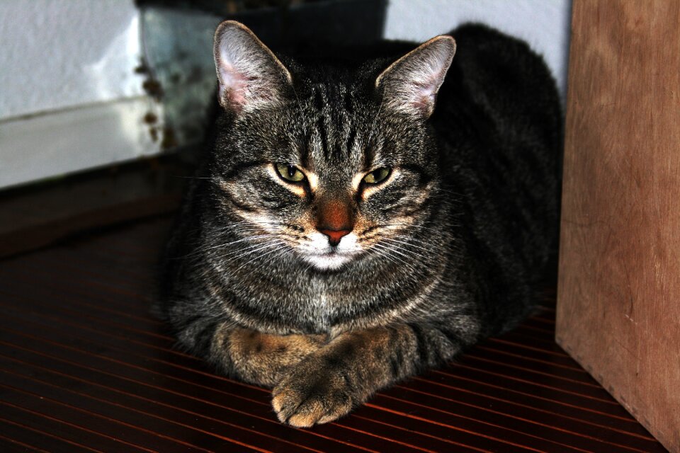Pet cat's eyes mackerel