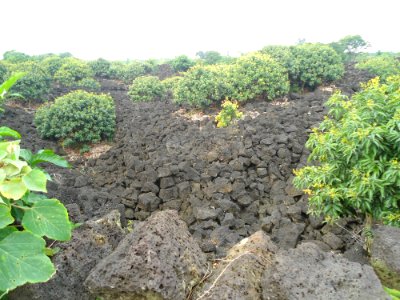Lychee farm in Hainan - 01