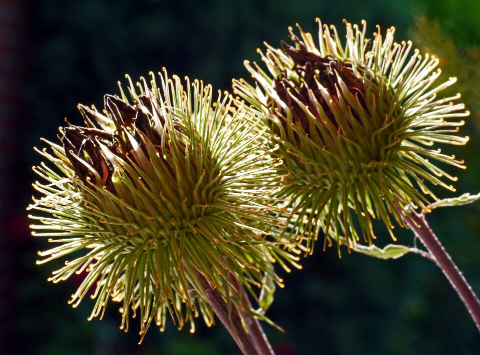 Balls prickly macro