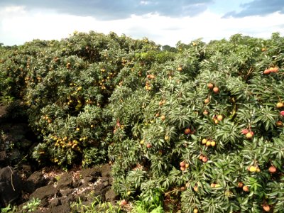 Lychee trees in Hainan nearing harvest time - 03
