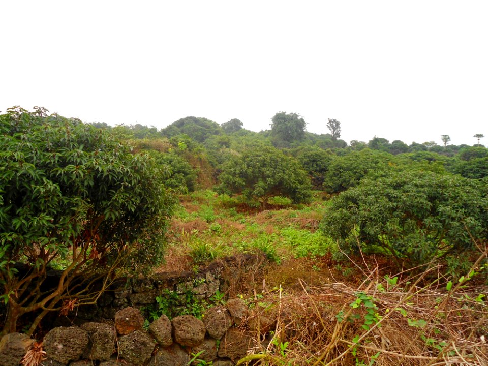 Lychee trees in Hainan - 01