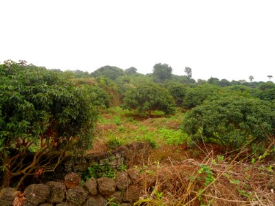 Lychee trees in Hainan - 01