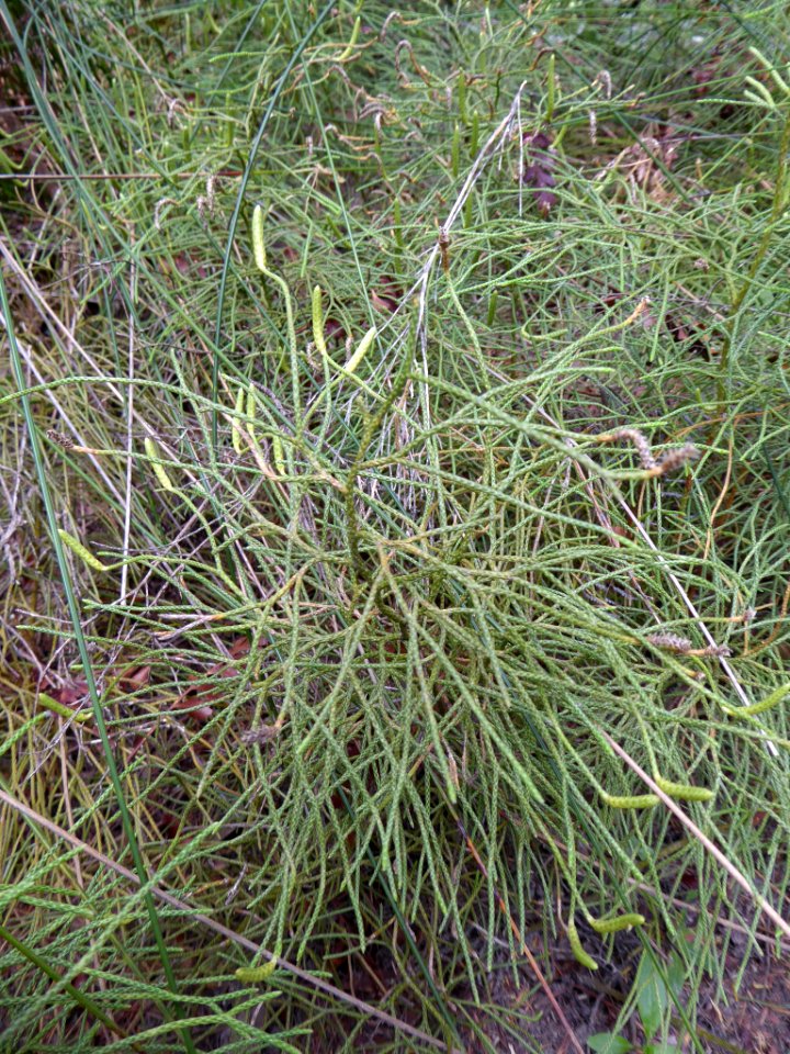 Lycopodium deuterodensum inat3