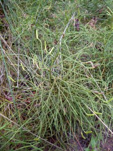 Lycopodium deuterodensum inat3